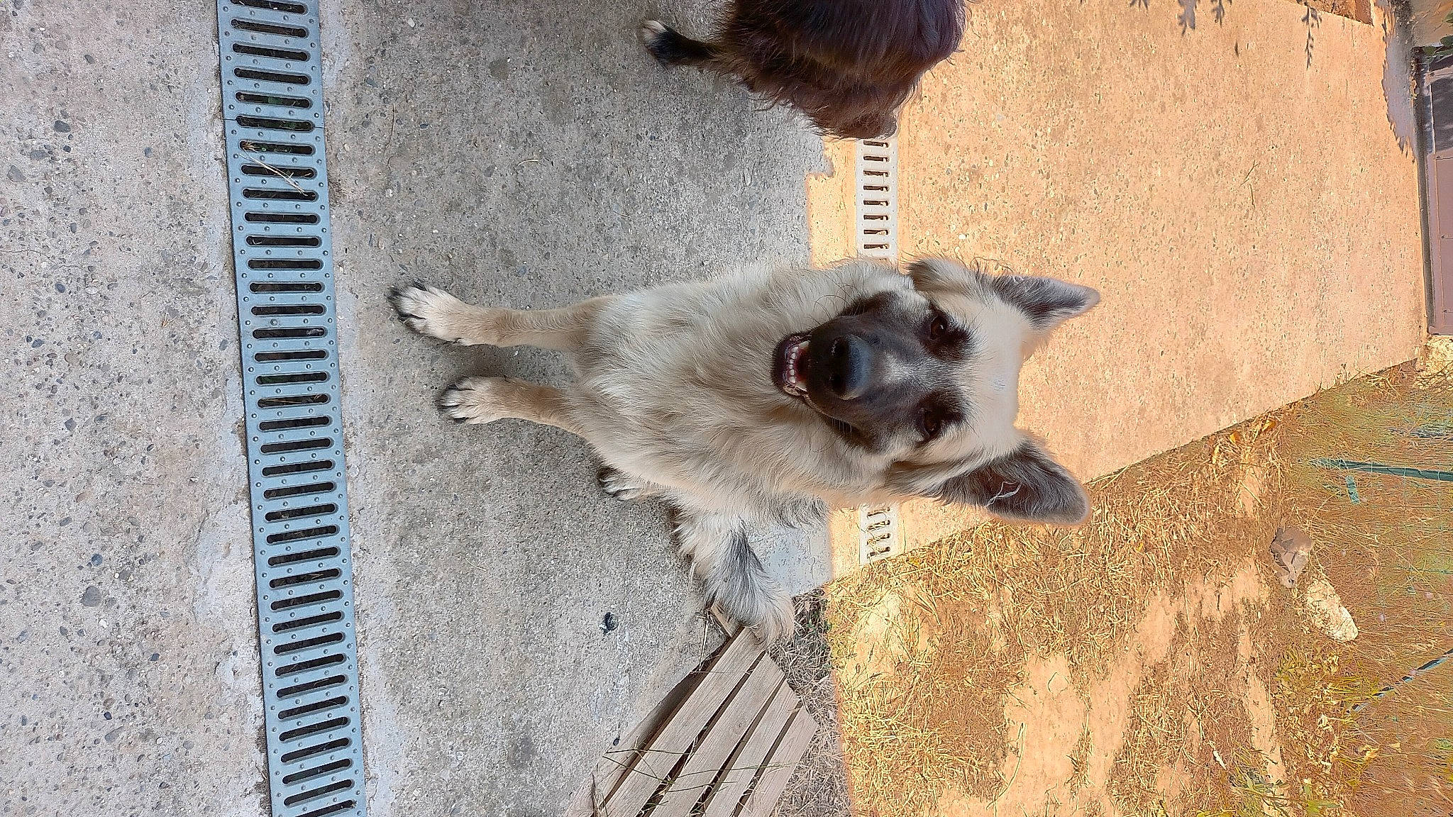 Rex a rejoint le concours — aidez-le/la à gagner de superbes lots ! balinese, canidae, carnivore, companion_dog, dog, dog_breed, door, fawn, felidae, fur, non_sporting_group, paw, small_to_medium_sized_cats, snout, sporting_group, tail, whiskers, working_animal