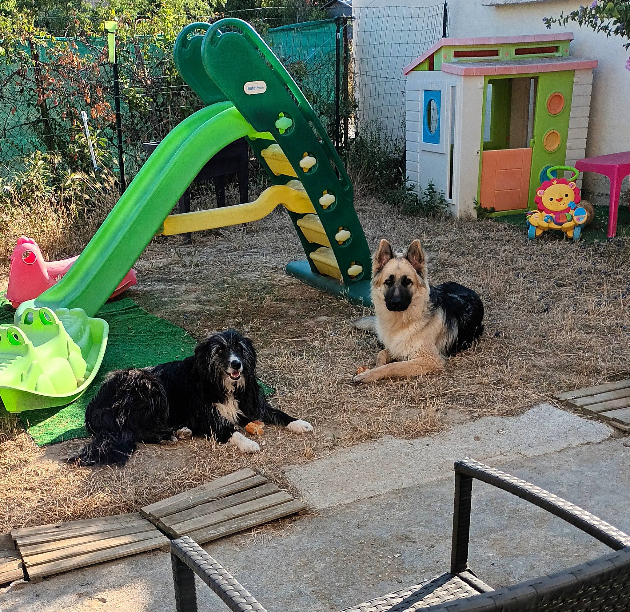 Rex participe au concours pour gagner de l'argent avec cette photo : building, carnivore, chute, companion_dog, dog, dog_breed, dog_supply, grass, house, landscaping, leisure, mammal, plant, playground_slide, recreation, soil, sporting_group, tree, vertebrate, window