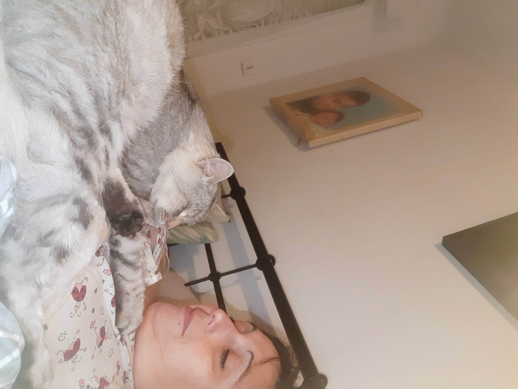 Minouminou participe au concours pour gagner de l'argent avec cette photo : bed, carnivore, cat, comfort, domestic_short_haired_cat, eyelash, felidae, fur, gesture, jaw, linens, nose, plaster, room, shelf, small_to_medium_sized_cats, stuffed_toy, tail, whiskers, wood