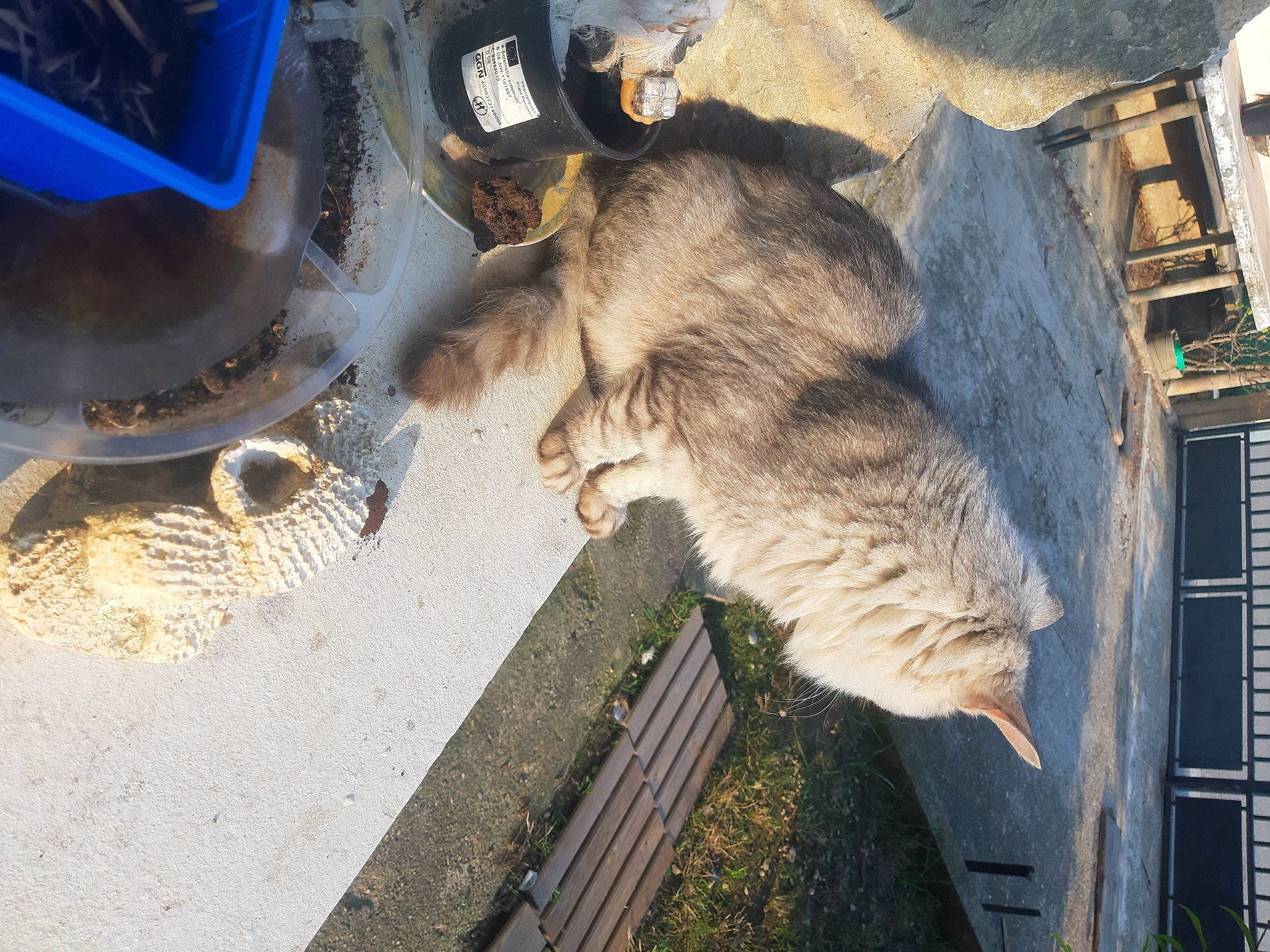 Minouminou a rejoint le concours — aidez-le/la à gagner de superbes lots ! asphalt, automotive_exterior, automotive_tire, bumper, canidae, carnivore, cat, dog_breed, domestic_short_haired_cat, felidae, fender, fur, machine, motor_vehicle, small_to_medium_sized_cats, sporting_group, tail, vehicle, whiskers, wood