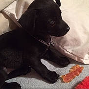 Digger is registered to the contest to win money with this photo: animal, black_coat, blanket, chain, closeup, collar, companion, curious, cute, dog, domestic_animal, indoor, pet, pillow, puppy, sitting, small, soft_surface, treat, young