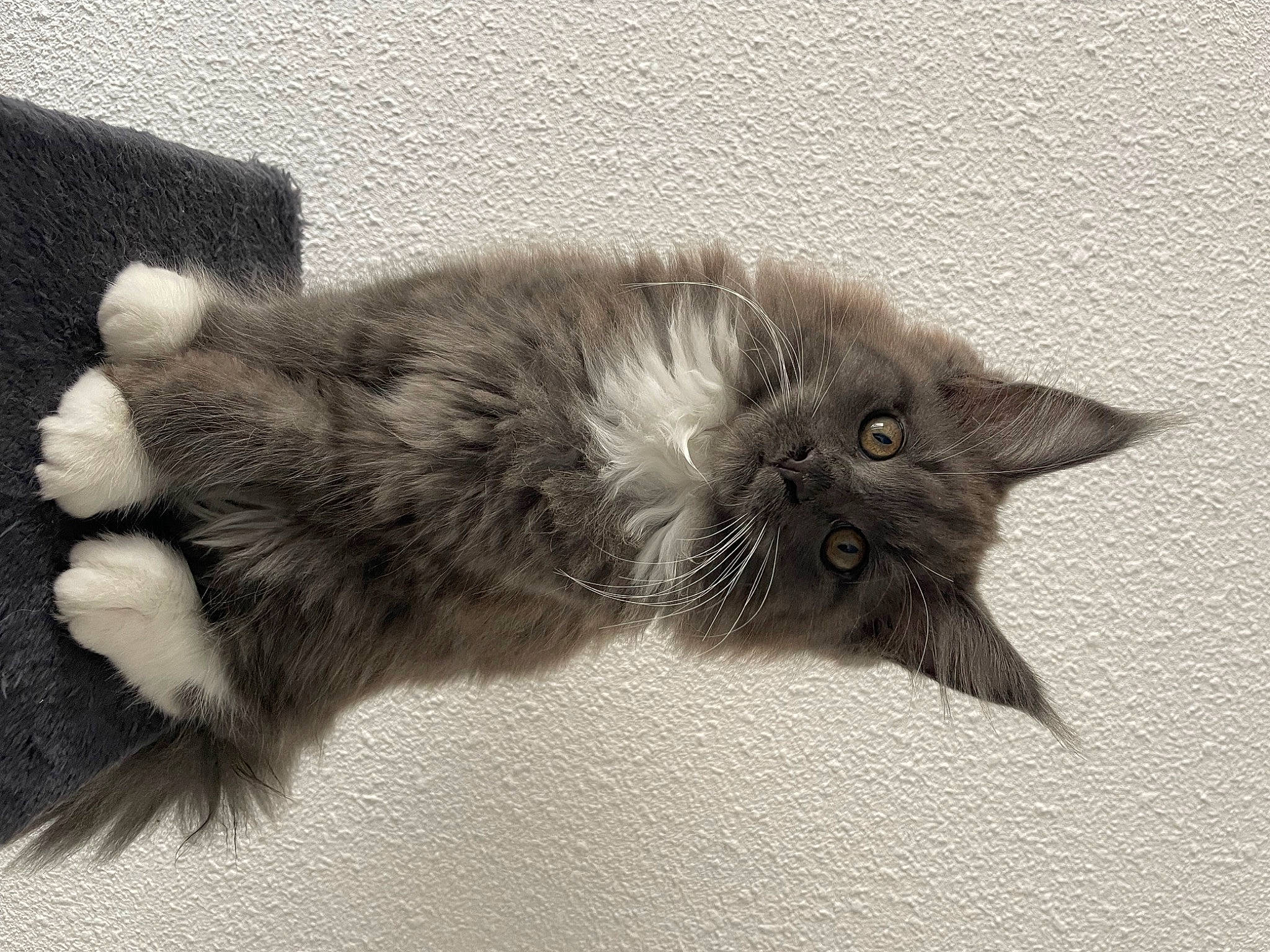 Uillow a rejoint le concours — aidez-le/la à gagner de superbes lots ! black_cat, british_longhair, carnivore, cat, claw, comfort, domestic_short_haired_cat, felidae, foot, fur, grey, monochrome, monochrome_photography, paw, small_to_medium_sized_cats, snout, tail, terrestrial_animal, whiskers