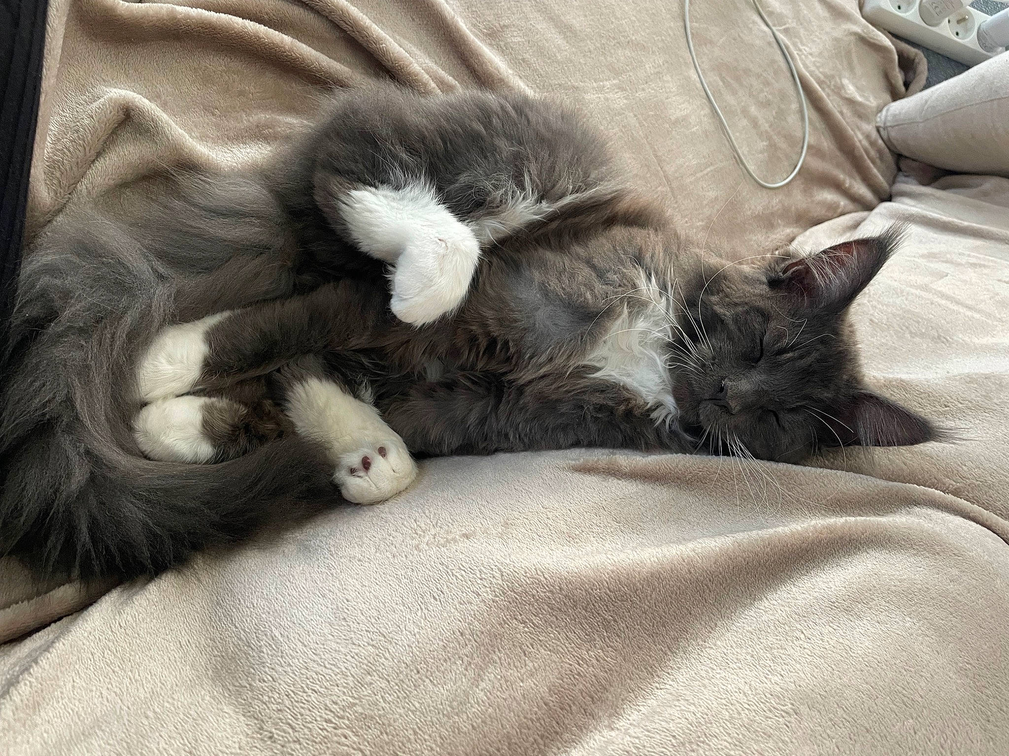 Uillow participe au concours pour gagner de l'argent avec cette photo : bedding, black_cat, blanket, canidae, carnivore, cat, claw, comfort, domestic_short_haired_cat, felidae, fur, grey, linens, nap, paw, sleep, small_to_medium_sized_cats, snout, tail, whiskers