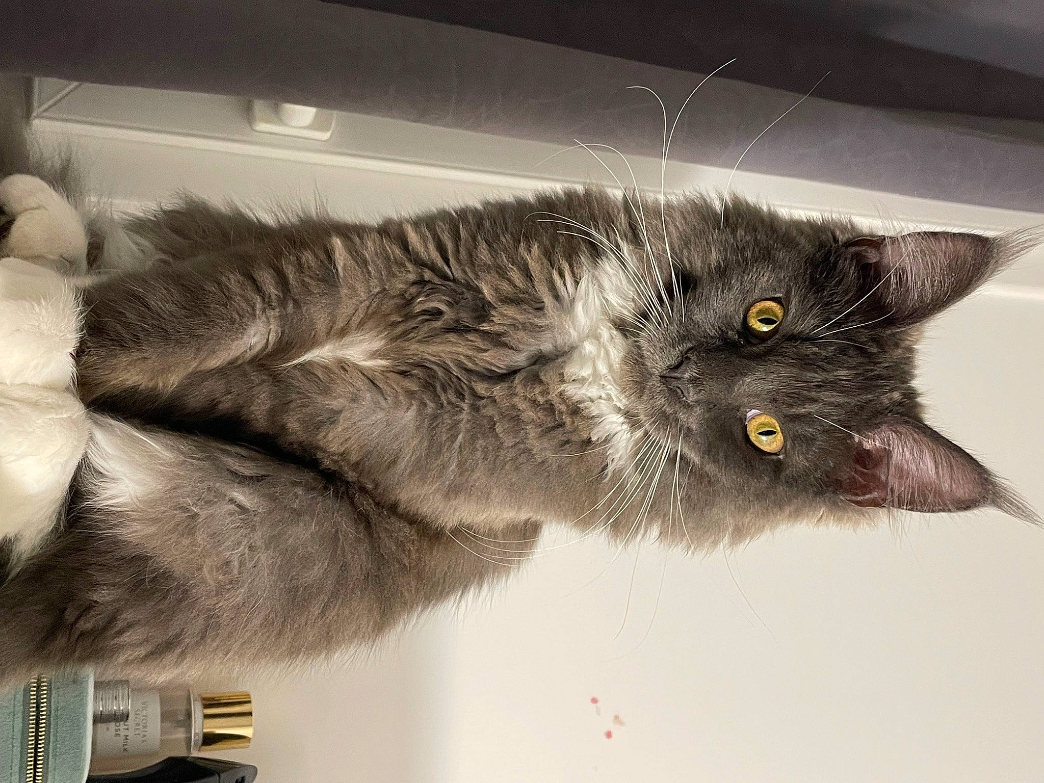 Uillow a rejoint le concours — aidez-le/la à gagner de superbes lots ! black_cat, box, carnivore, cat, chartreux, claw, domestic_short_haired_cat, felidae, fur, grey, korat, paw, small_to_medium_sized_cats, tail, whiskers, window