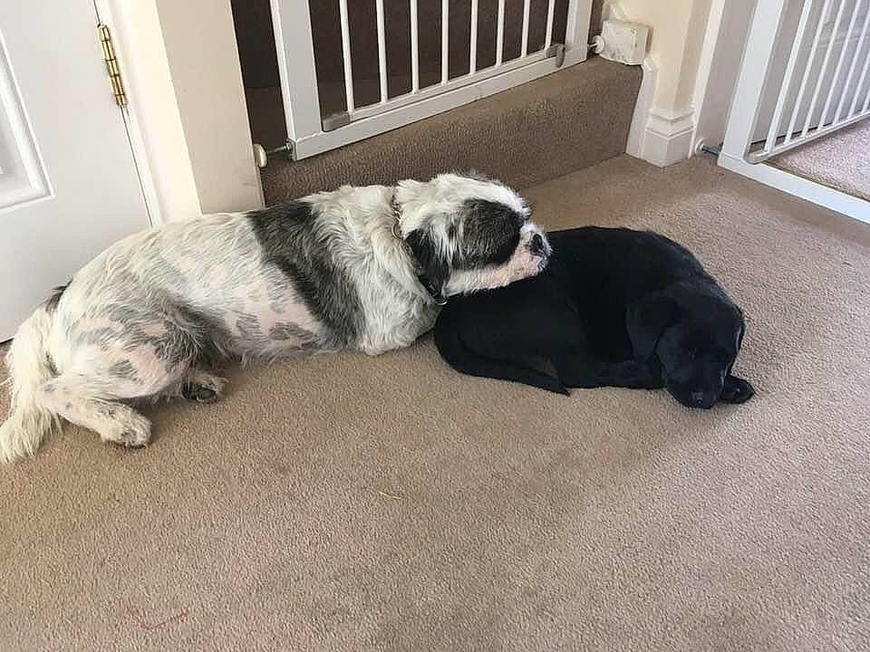 Douglas And Luna is registered to the contest to win money with this photo: border_collie, canidae, carnivore, comfort, companion_dog, dog, dog_breed, door, flooring, fur, hardwood, non_sporting_group, picture_frame, room, snout, sporting_group, tail, working_animal, working_dog