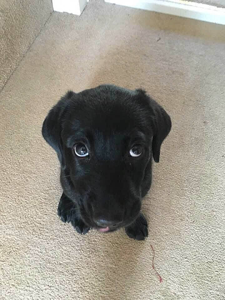 Douglas And Luna is registered to the contest to win money with this photo: borador, canidae, carnivore, companion_dog, dog, dog_breed, fawn, flooring, fur, guard_dog, hardwood, liver, paw, puggle, sporting_group, street_dog, tail, terrestrial_animal, whiskers, working_animal