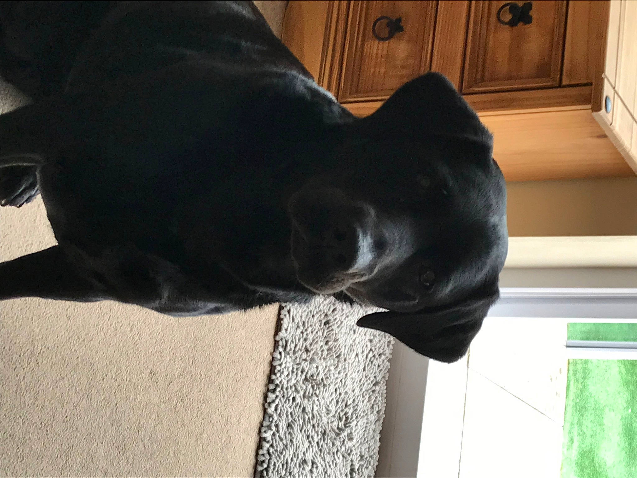 Douglas And Luna is registered to the contest to win money with this photo: borador, canidae, carnivore, comfort, companion_dog, dog, dog_breed, ear, fawn, fur, liver, mammal, sculpture, snout, tail, terrestrial_animal, vertebrate, whiskers, wood, working_animal