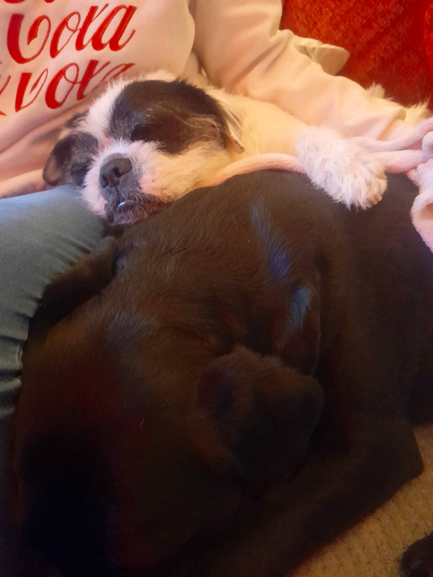 Douglas joined the competition — help win amazing prizes! bed, canidae, carnivore, comfort, companion_dog, couch, dog, dog_breed, fawn, flooring, fur, linens, liver, paw, puppy_love, snout, sporting_group, toy_dog, whiskers, working_animal