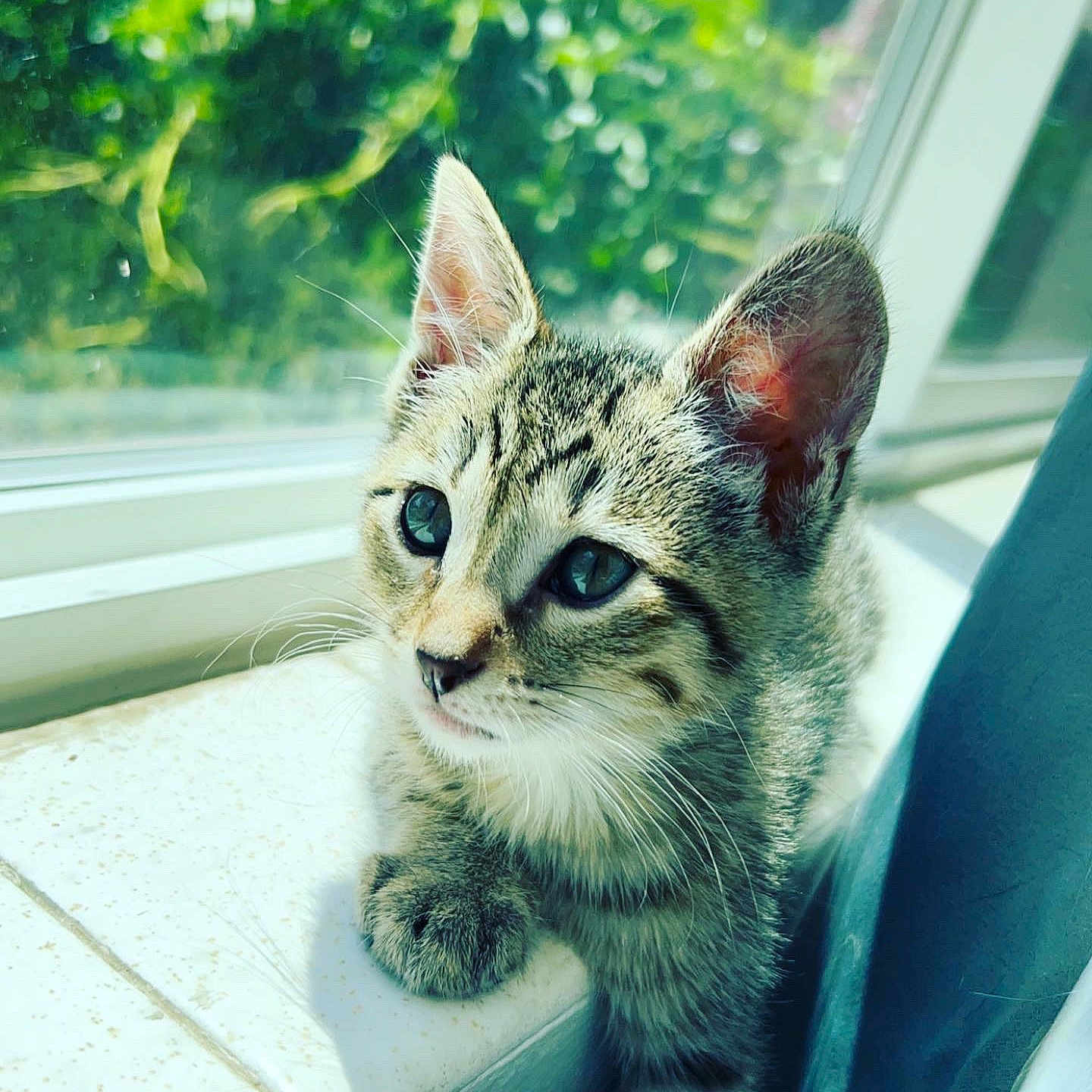 Willow is registered to the contest to win money with this photo: abyssinian, animal, cat, egyptiancat, kitten, manx, pet, window, windowsill