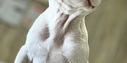 Sophia Michelle Mae is registered to the contest to win money with this photo: dog, puppy, french_bulldog, white_fur, close_up, indoor, pet, animal, curious, cute, wrinkled_skin, ears, nose, young, mammal, looking_up, soft_fur, portrait, small, companion