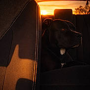 Thalia participe au concours pour gagner de l'argent avec cette photo : animal, backseat, black_dog, calm, canine, car_interior, car_seat, dog, domestic_animal, evening, golden_hour, pet, quiet, shadow, side_view, silhouette, sunset, travel, warm_light, window