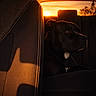 animal, backseat, black_dog, calm, canine, car_interior, car_seat, dog, domestic_animal, evening, golden_hour, pet, quiet, shadow, side_view, silhouette, sunset, travel, warm_light, window