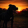 animal, black_dog, dark, dog, evening, field, grass, landscape, mammal, nature, outdoor, pet, profile, silhouette, sky, sun, sunset, sunset_glow, tongue_out, walking