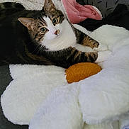 Naya a rejoint le concours — aidez-le/la à gagner de superbes lots ! cat, tabby, couch, blanket, plush_pillow, flower_pillow, cozy, indoor, pet, feline, resting, fur, whiskers, ears, eyes, soft_texture, home, comfort, relaxation, curious