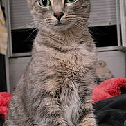 Misty participe au concours pour gagner de l'argent avec cette photo : cat, tabby, wide_eyes, indoor, blanket, furniture, curious, pet, animal, fur, ears, whiskers, sitting, cozy, soft, domestic, cute, portrait, feline, window
