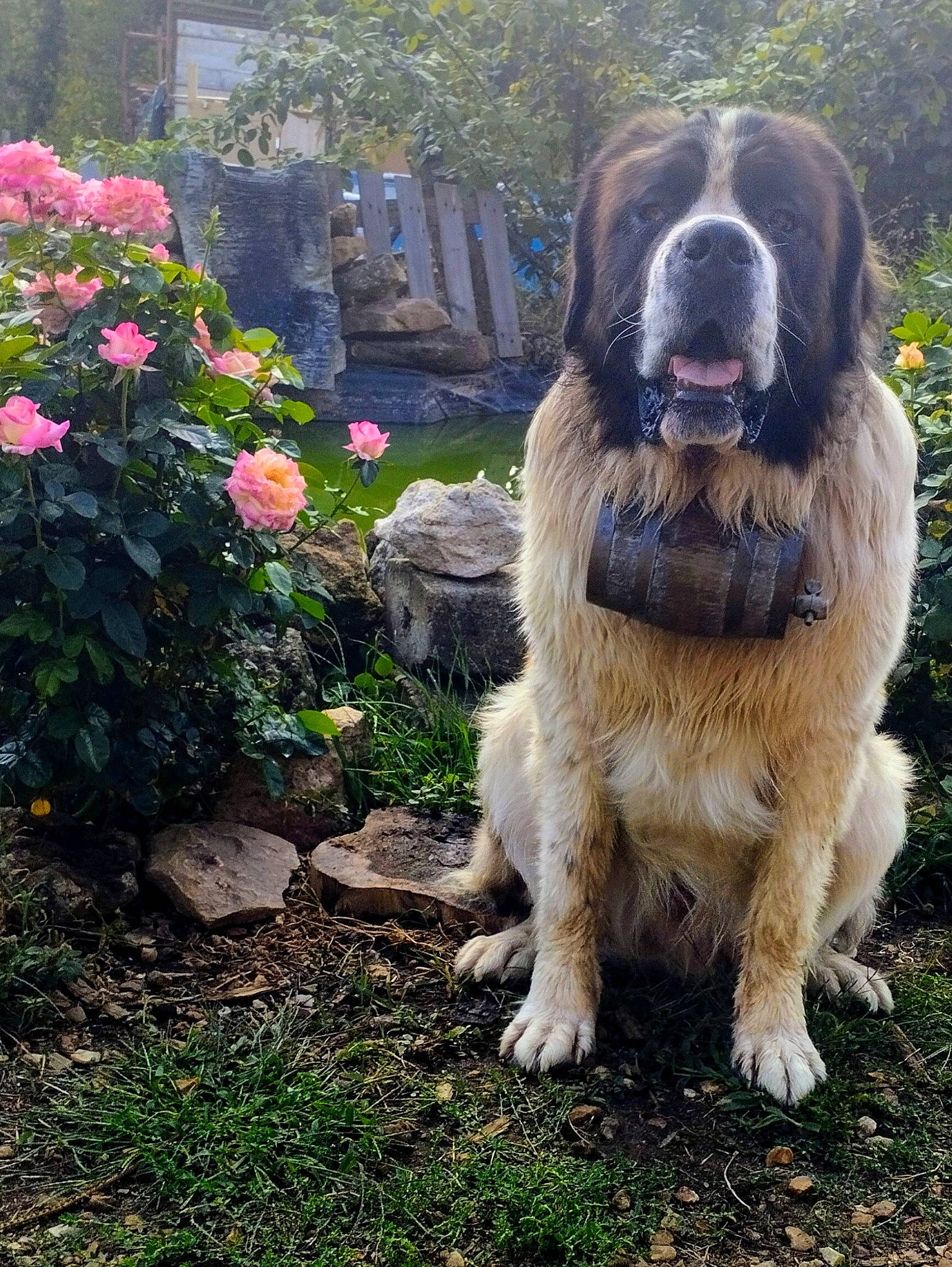 Sango participe au concours pour gagner de l'argent avec cette photo : annual_plant, canidae, carnivore, companion_dog, dog, dog_breed, flower, garden, giant_dog_breed, grass, gun_dog, plant, rose, rose_family, rose_order, shrub, soil, sporting_group, tree, working_dog