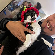 Bonnie joined the competition — help win amazing prizes! cat, person, indoor, black_and_white_cat, knitted_hat, strawberry_hat, smiling, holding, curious, wide_eyes, hand, blurry_background, two_people, happy, casual_clothing, close_up, fur, pet, domestic_animal, cute