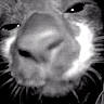 Bonnie is registered to the contest to win money with this photo: cat, close_up, black_and_white, animal, nose, whiskers, dark_background, blurred, face, pet, feline, cute, macro, portrait, indoor, black, white, mystery, soft_focus, curious