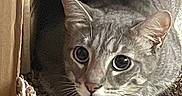 Pimp is registered to the contest to win money with this photo: cat, tabby, cardboard_box, curious, wide_eyes, pet, feline, indoor, cozy, carpet, whiskers, ears, paws, close_up, animal, cute, fur, alert, resting, texture