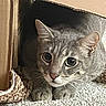 cat, tabby, cardboard_box, curious, wide_eyes, pet, feline, indoor, cozy, carpet, whiskers, ears, paws, close_up, animal, cute, fur, alert, resting, texture