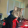 Pimp is registered to the contest to win money with this photo: cat, indoor, clothing, costume, cloak, red_ribbon, window, blinds, feline, pet, bedroom, furniture, curtains, animal, whiskers, ears, eyes, portrait, cosplay, black_cloak