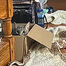 cat, cardboard_box, indoor, curious, gray_cat, peeking, wooden_table, rug, floor, container, household_items, pet, animal, feline, cozy, eyes, playful, hiding, box, texture