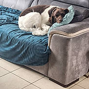 Uggy participe au concours pour gagner de l'argent avec cette photo : dog, sleeping, sofa, blanket, pillow, indoor, tile_floor, brown_and_white_dog, pet, resting, cozy, living_room, fur, curled_up, home, comfort, relaxation, couch, domestic_animal, quiet