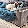 dog, sleeping, sofa, blanket, pillow, indoor, tile_floor, brown_and_white_dog, pet, resting, cozy, living_room, fur, curled_up, home, comfort, relaxation, couch, domestic_animal, quiet