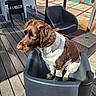 dog, brown_and_white, sitting, chair, outdoor, deck, wooden_floor, pool, people, sunlight, leash, collar, relaxing, furniture, plastic_chair, summer, daylight, water, swimming_pool, pet
