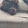 dog, lying_down, tongue_out, fluffy, pet, animal, resting, blanket, cozy, fur, close_up, relaxed, indoor, cute, sleepy, muzzle, texture, brown, white, soft_light
