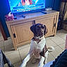 dog, brown_and_white_dog, indoor, tiled_floor, wooden_cabinet, television, remote_control, tissue_box, person_on_tv, french_text, pawing, collar, home_interior, furniture, floor_tile, living_room, pet, domestic_animal, cute_dog, watching_tv