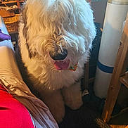 Cohutta joined the competition — help win amazing prizes! dog, fluffy, shaggy, indoor, tongue_out, white_fur, brown_patches, pet, cozy, sitting, furniture, shelf, carpet, collar, animal, cute, friendly, domestic, room, home