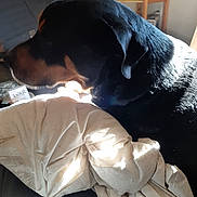 Boo Boo joined the competition — help win amazing prizes! dog, blanket, indoor, sunlight, furniture, relaxing, black_dog, brown_dog, resting, cozy, fur, bedroom, soft_light, household, comfort, canine, pet, domestic_animal, warm, morning_light