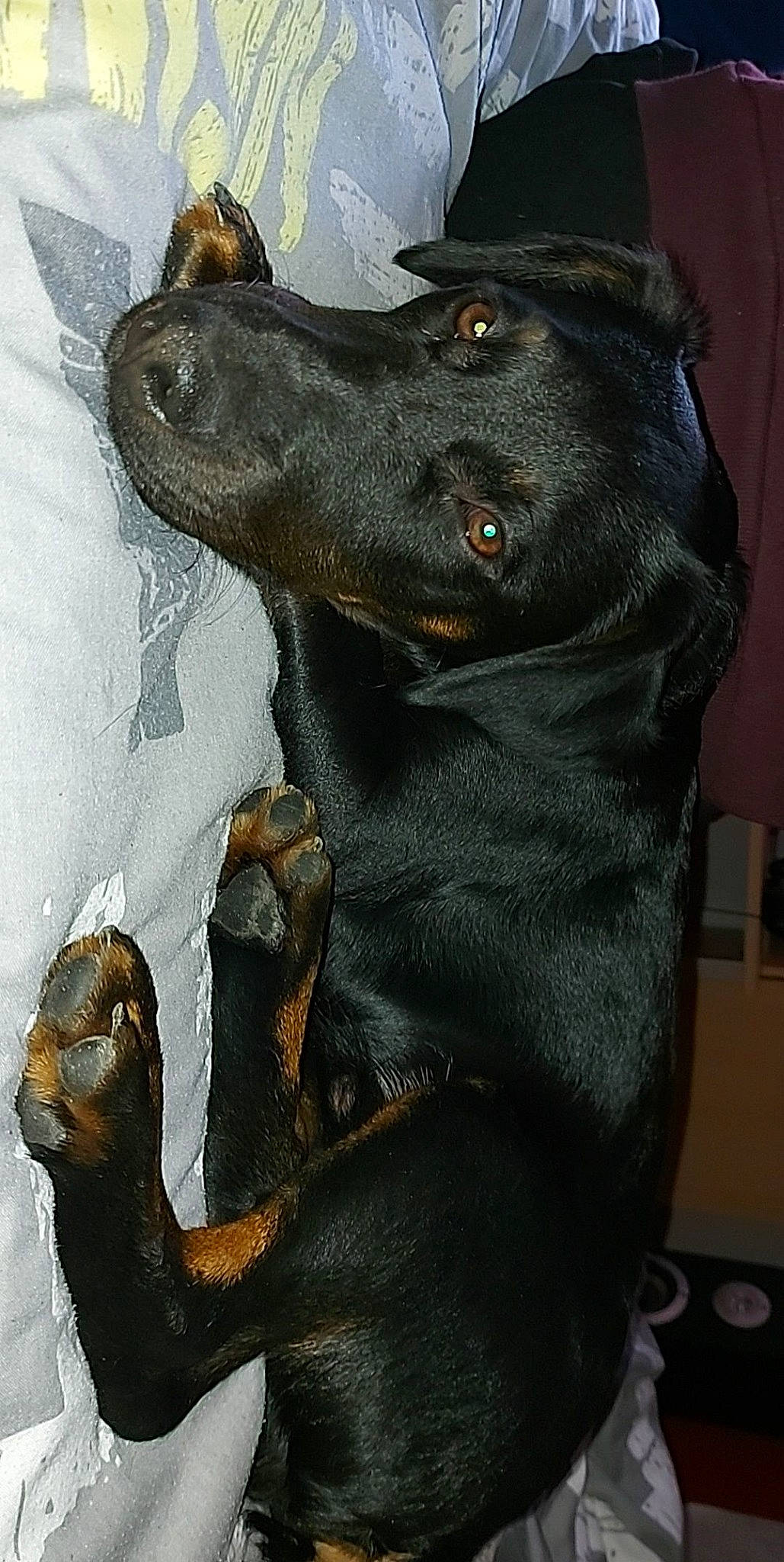 Rebel a rejoint le concours — aidez-le/la à gagner de superbes lots ! art, canidae, carnivore, collar, companion_dog, dog, dog_breed, dog_collar, ear, fawn, fur, gesture, guard_dog, liver, painting, snout, sporting_group, terrestrial_animal, whiskers, working_animal