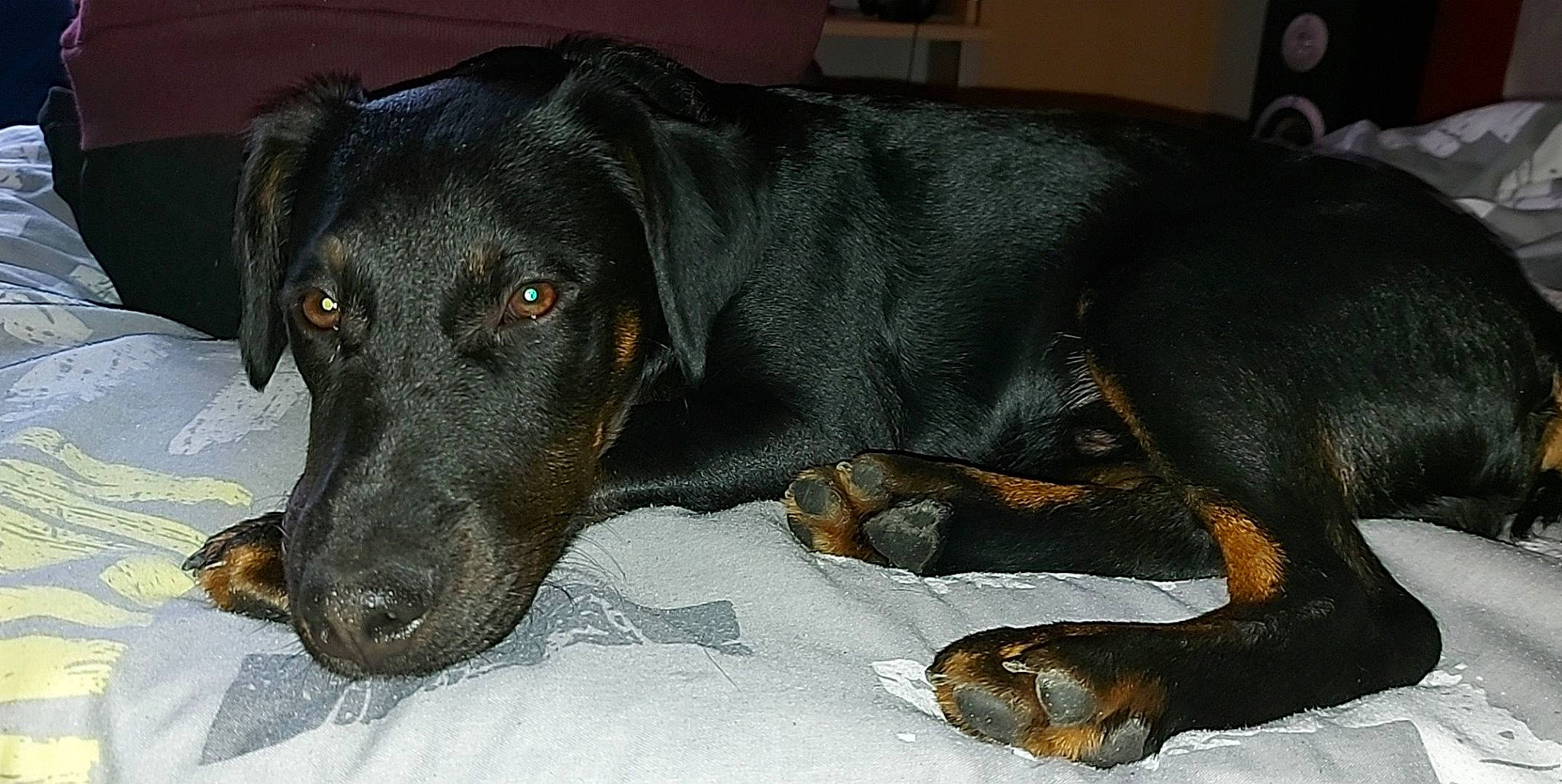 Rebel participe au concours pour gagner de l'argent avec cette photo : canidae, carnivore, collar, comfort, companion_dog, dog, dog_breed, dog_supply, eye, fawn, fur, grey, liver, pet_supply, snout, sporting_group, terrestrial_animal, whiskers, working_animal, working_dog