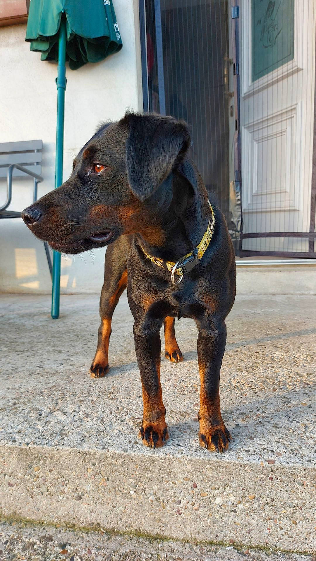 Rebel a rejoint le concours — aidez-le/la à gagner de superbes lots ! bench, canidae, carnivore, collar, companion_dog, dog, dog_breed, dog_collar, dog_supply, fawn, guard_dog, leash, liver, metal, pet_supply, snout, sporting_group, terrestrial_animal, working_animal, working_dog