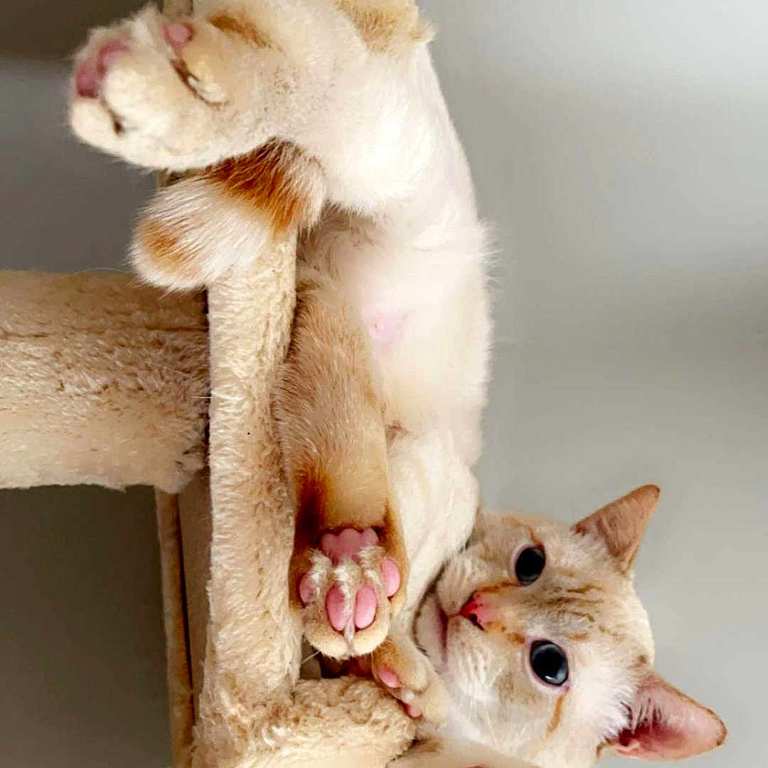 Prince is registered to the contest to win money with this photo: abyssinian, angora, animal, canine, cat, dog, electronics, hardware, hardwood, hook, indoors, kitten, manx, person, pet, plush, siamese, sleeping, toy, wood