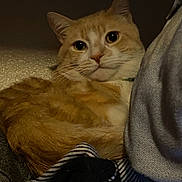 Socks is registered to the contest to win money with this photo: cat, orange_cat, white_cat, pet, feline, animal, indoor, cozy, blanket, fabric, resting, curious, closeup, whiskers, ears, fur, cute, domestic_cat, relaxed, portrait