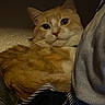 cat, orange_cat, white_cat, pet, feline, animal, indoor, cozy, blanket, fabric, resting, curious, closeup, whiskers, ears, fur, cute, domestic_cat, relaxed, portrait