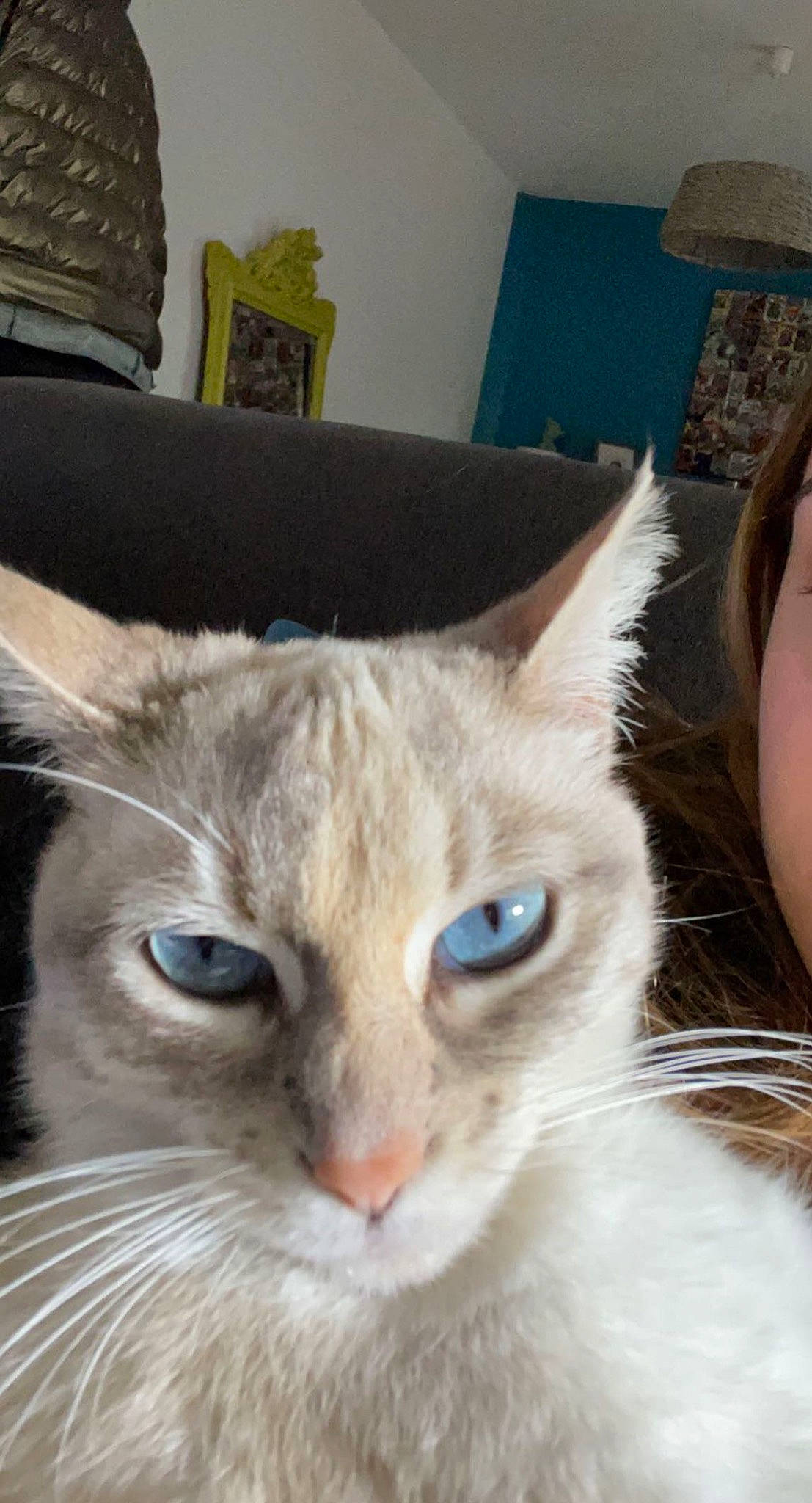 Louna a rejoint le concours — aidez-le/la à gagner de superbes lots ! carnivore, cat, cat_furniture, comfort, domestic_short_haired_cat, ear, fawn, felidae, fur, paw, photo_caption, small_to_medium_sized_cats, snout, tail, thai, whiskers, window