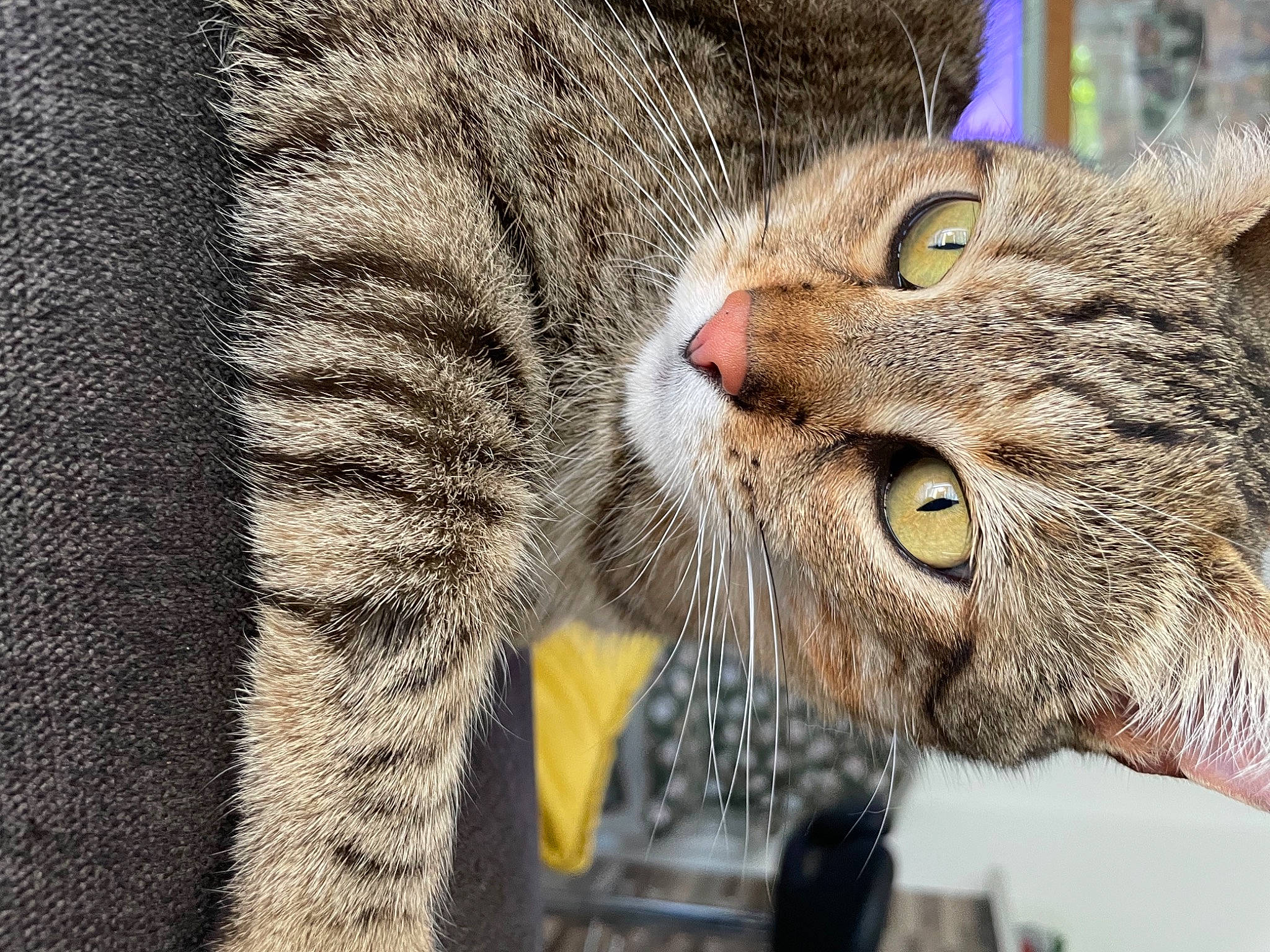 Lizy participe au concours pour gagner de l'argent avec cette photo : carnivore, cat, claw, close_up, domestic_short_haired_cat, felidae, fur, paw, small_to_medium_sized_cats, snout, terrestrial_animal, whiskers, wildlife