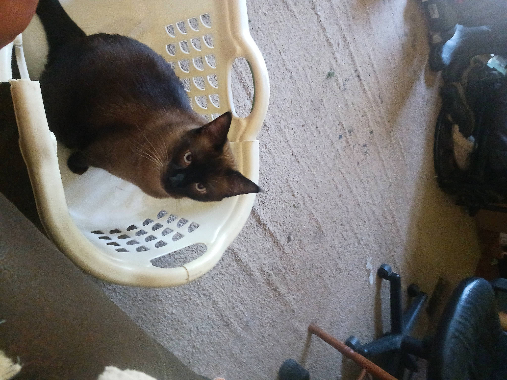 Sinister Sinny is registered to the contest to win money with this photo: auto_part, automotive_lighting, automotive_tire, automotive_wheel_system, black_cat, carnivore, cat, comfort, domestic_short_haired_cat, felidae, fender, flooring, fur, rim, small_to_medium_sized_cats, snout, tail, thai, whiskers, wood