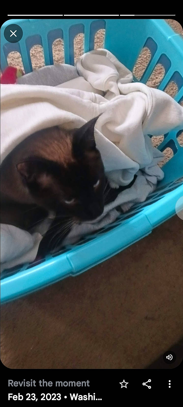 Sinister Sinny is registered to the contest to win money with this photo: automotive_exterior, bag, boats_and_boating_equipment_and_supplies, box, bumper, carnivore, cat, cat_supply, comfort, companion_dog, fawn, felidae, linens, luggage_and_bags, recreation, small_to_medium_sized_cats, tail, trunk, vehicle_door, whiskers