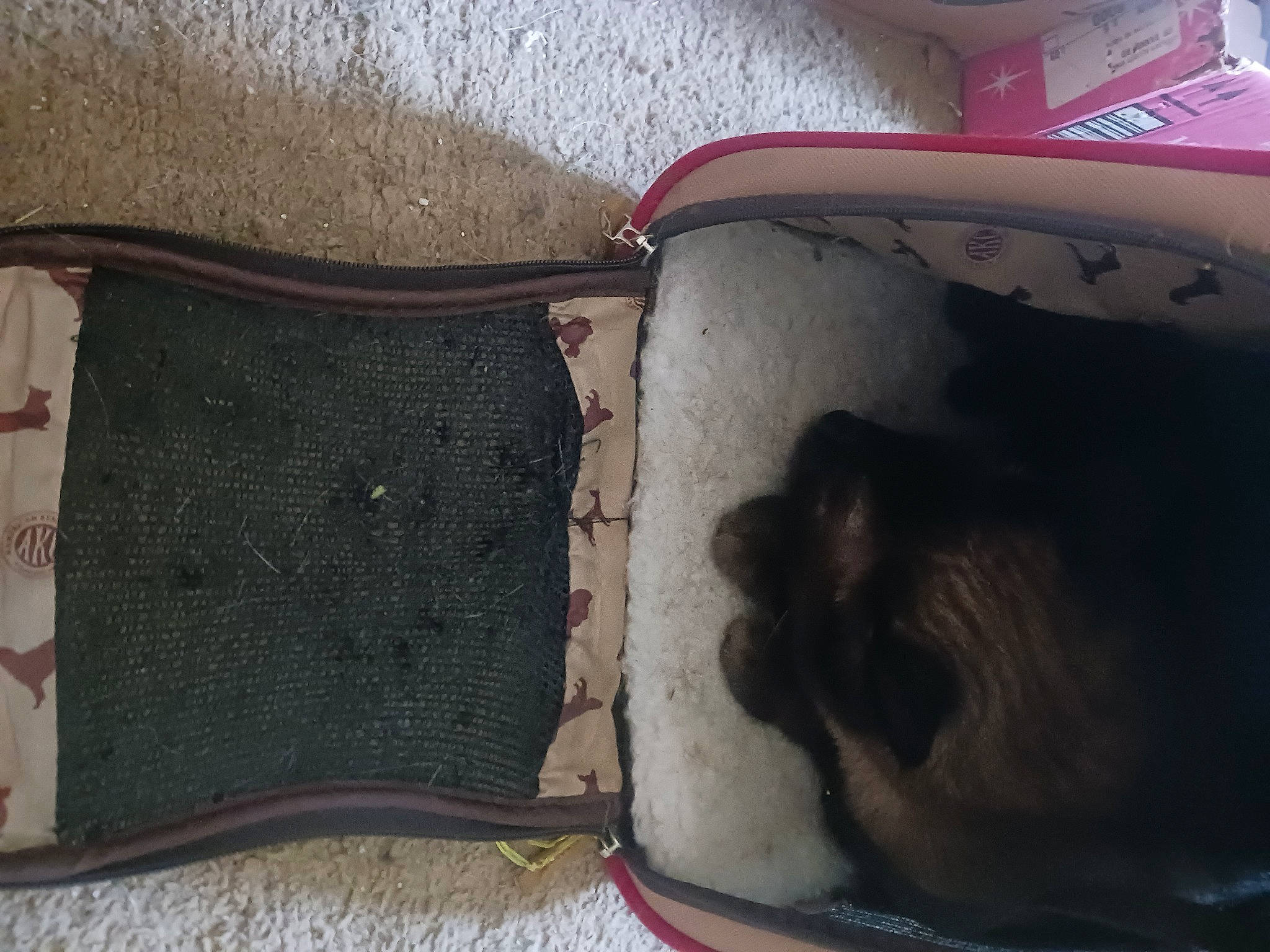 Sinny joined the competition — help win amazing prizes! auto_part, automotive_exterior, bag, baggage, box, brown, bumper, carnivore, collar, drum, fashion_accessory, fawn, gas, luggage_and_bags, pattern, pet_supply, suitcase, trunk, whiskers, wood