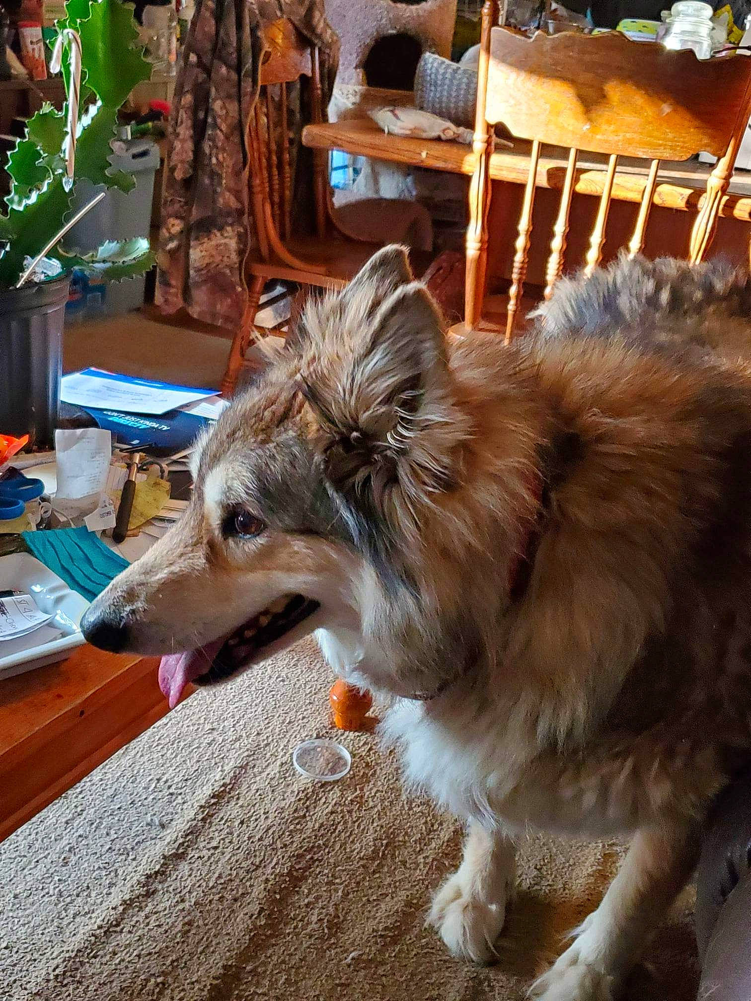 Phoenix is registered to the contest to win money with this photo: canidae, carnivore, chair, collie, companion_dog, desk, dog, dog_breed, fawn, felidae, fur, herding_dog, plant, rough_collie, scotch_collie, sporting_group, table, whiskers, wood, working_dog