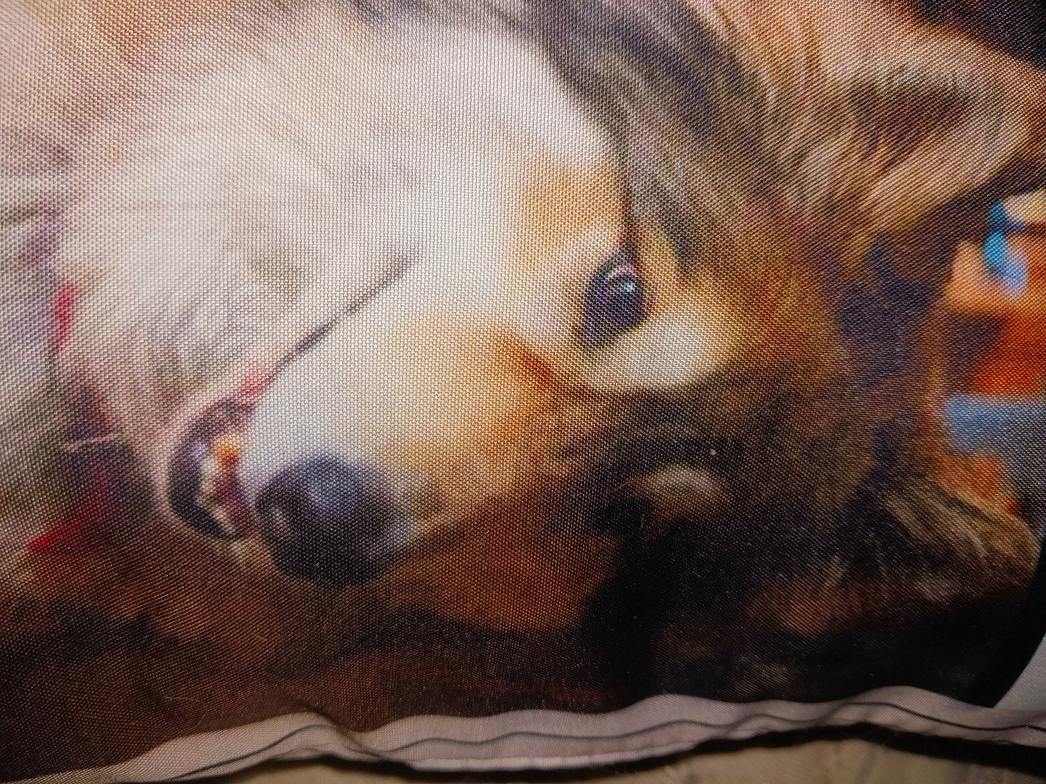 Phoenix is registered to the contest to win money with this photo: animal_shelter, art, canidae, carnivore, companion_dog, dog, dog_breed, fawn, fur, painting, pattern, pet_supply, snout, sporting_group, terrestrial_animal, terrier, textile, visual_arts, whiskers, wood