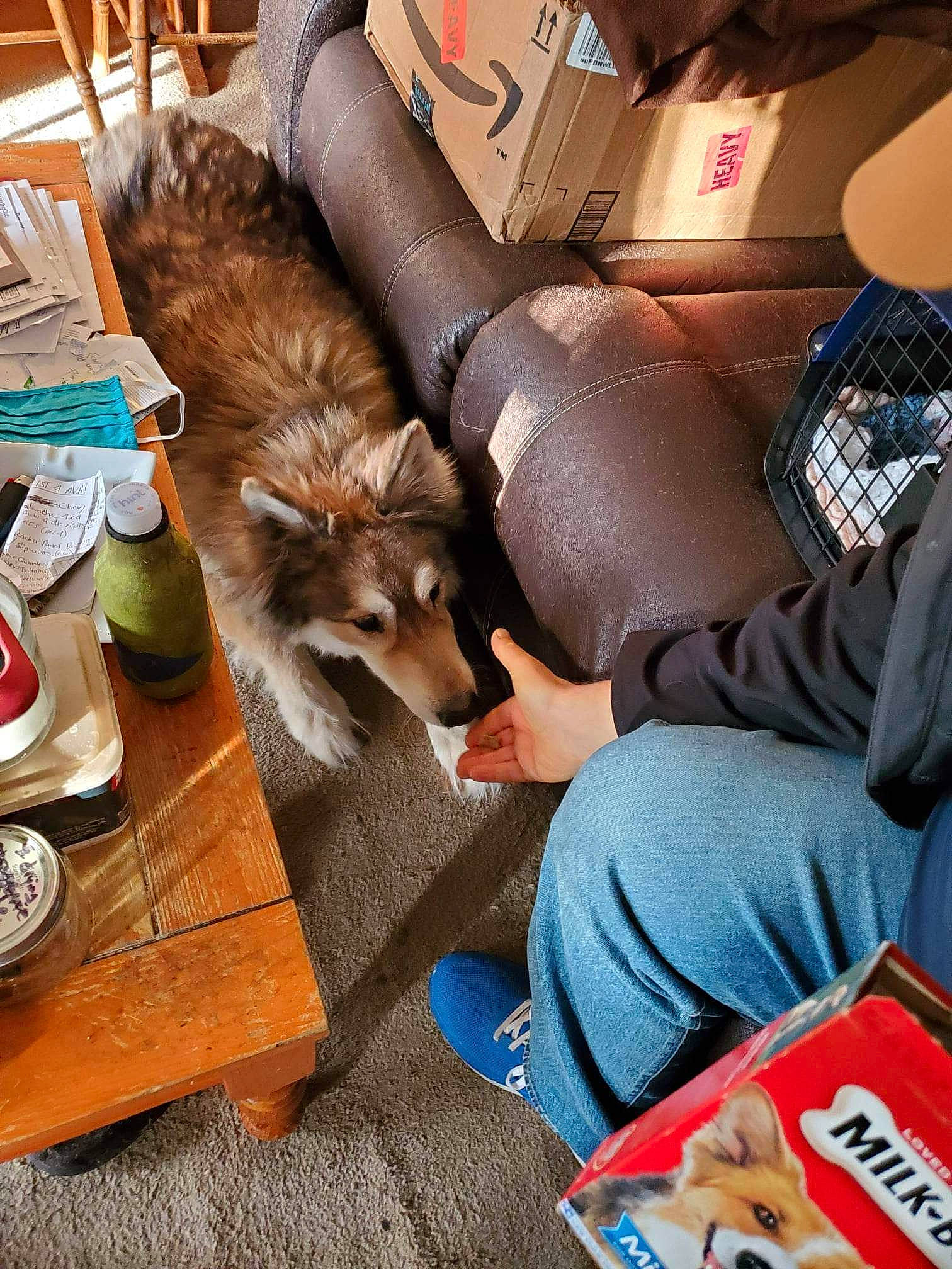 Phoenix joined the competition — help win amazing prizes! carnivore, comfort, companion_dog, dog, dog_breed, flooring, fur, hardwood, human_leg, lap, shoe, sitting, sneakers, tableware, toy_dog, whiskers, wood