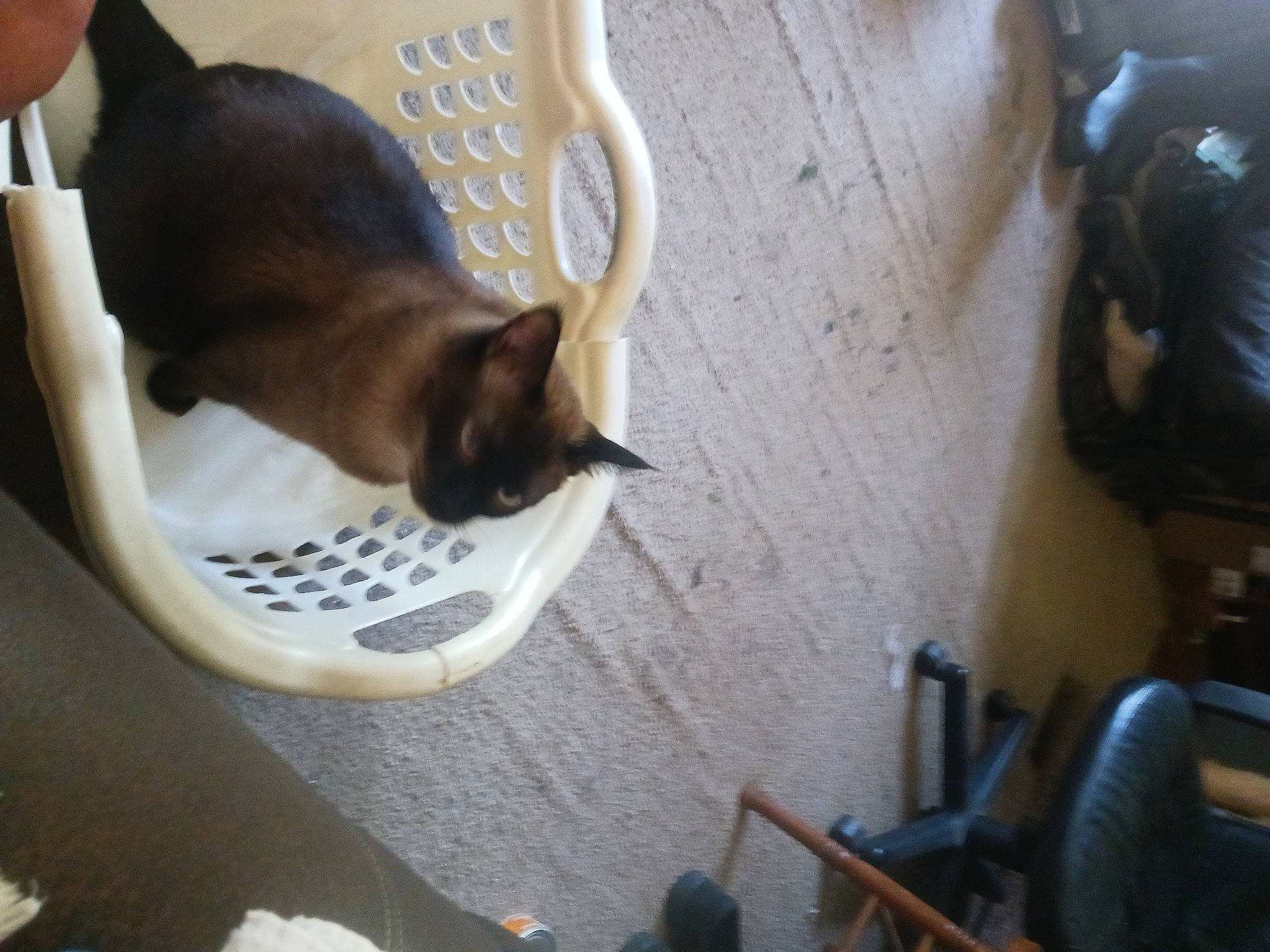 Phantom is registered to the contest to win money with this photo: canidae, carnivore, cat, cat_supply, collar, comfort, domestic_short_haired_cat, fawn, felidae, fur, hardwood, pet_supply, room, small_to_medium_sized_cats, tail, whiskers, wood