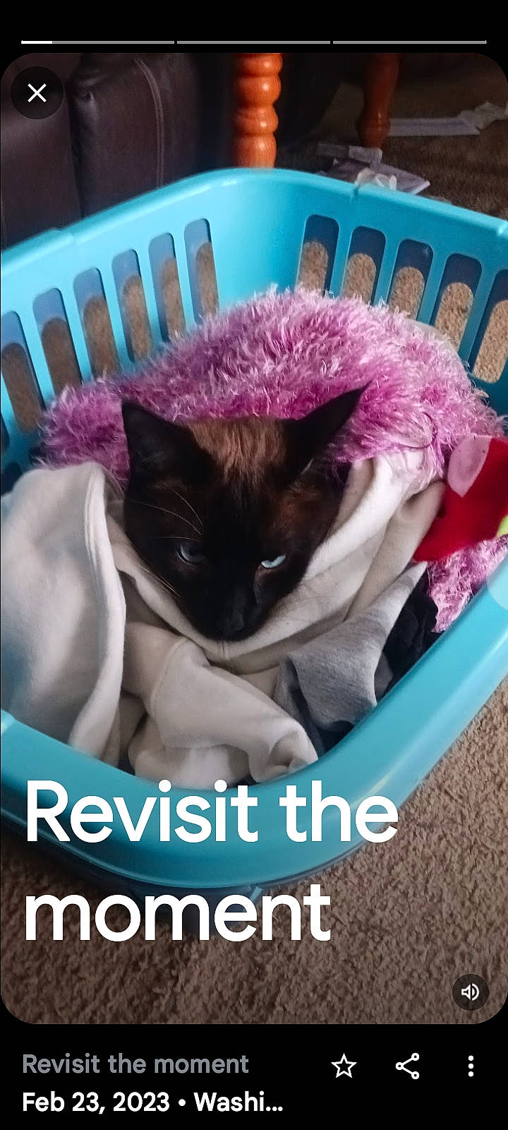 Phantom is registered to the contest to win money with this photo: basket, carnivore, cat, cat_bed, cat_supply, comfort, companion_dog, felidae, font, fur, grass, linens, magenta, pet_supply, photo_caption, pink, purple, small_to_medium_sized_cats, violet, whiskers