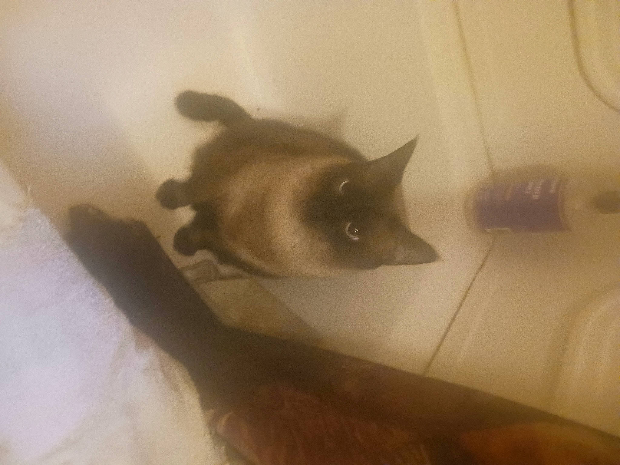 Phantom is registered to the contest to win money with this photo: balinese, carnivore, cat, ceiling, domestic_short_haired_cat, ear, fawn, felidae, flooring, fur, hardwood, room, shadow, siamese, small_to_medium_sized_cats, snout, tail, tints_and_shades, whiskers, wood